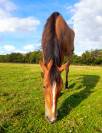 Hongre trotteur, 4 ans, gentil, pour loisir