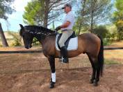 Cheval PRE Pure race Espagnole