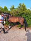 Cheval PRE Pure race Espagnole