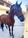 [Vente PRE] Zarceño FSR | 12ans | Hongre