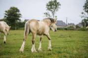 Pouliche irish cob PP isabelle. TOP caractère !