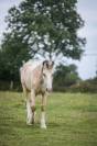 Pouliche irish cob PP isabelle. TOP caractère !