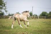 Pouliche irish cob PP isabelle. TOP caractère !