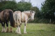 Pouliche irish cob PP isabelle. TOP caractère !