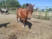 Poney type shetland 