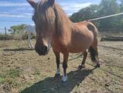 Poney type shetland 