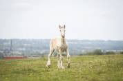 Poulain irish cob PP palomino très doux et facile !