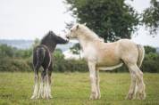 Poulain irish cob PP palomino très doux et facile !