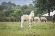 Poulain irish cob PP palomino très doux et facile !