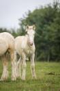 Poulain irish cob PP palomino très doux et facile !