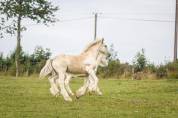 Poulain irish cob PP palomino très doux et facile !