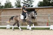 Jument - Dressage - Polyvalente - 3 ans 