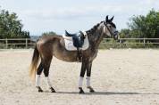 Jument - Dressage - Polyvalente - 3 ans 