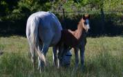 Foal male Connemara