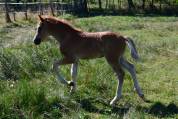 Foal male Connemara