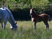 Foal male Connemara