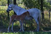 Foal male Connemara