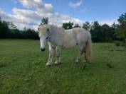 Gentils poneys à vendre