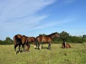 Pension Retraite chevaux