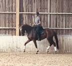 Hongre SF de 5 ans origine dressage 