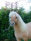 Ninja des Pticlos, poney Shetland PP 18 mois