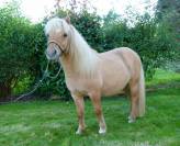 Ninja des Pticlos, poney Shetland PP 18 mois