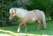 Ninja des Pticlos, poney Shetland PP 18 mois