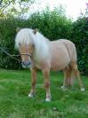 Ninja des Pticlos, poney Shetland PP 18 mois