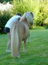 Ninja des Pticlos, poney Shetland PP 18 mois