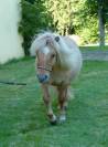 Ninja des Pticlos, poney Shetland PP 18 mois