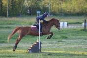 HONGRE 12 ANS Transition Poney Cheval