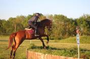 HONGRE 12 ANS Transition Poney Cheval