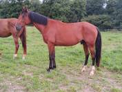 Trotteur 5 ans prometteur 