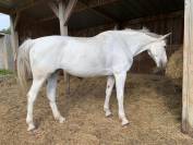 UZERCHE'JAC (SF) Cassini II/ Caprice d'elle 16 ans