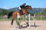 Cheval de sport 11 ans Amateur 1 / Amateur Elite / Pro