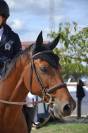 Cheval de sport 11 ans Amateur 1 / Amateur Elite / Pro