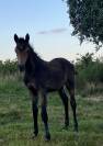 FOAL PFS PAR DRAGIBUS DU ROUGET