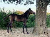 FOAL PFS PAR DRAGIBUS DU ROUGET