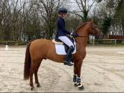 7 ans à vendre ou à louer pour dressage