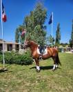 7 ans à vendre ou à louer pour dressage