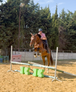 Cheval de sport 