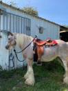 Irish cob 