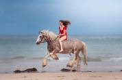 Irish cob 