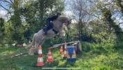 Irish cob 