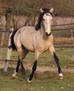 Poulain perlino 100% lusitanien taille poney