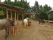 Pension pour chevaux Equi-piste Gers