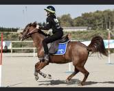 Poney de sport 11 ANS  