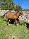 Joli Foal par Casollo Z X Rock'n Roll Semilly