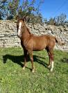 Joli Foal par Casollo Z X Rock'n Roll Semilly