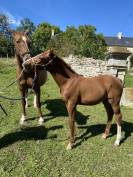 Joli Foal par Casollo Z X Rock'n Roll Semilly